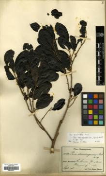 Type specimen at Edinburgh (E). Fuertes, Miguel: 1022. Barcode: E00326475.