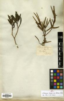 Type specimen at Edinburgh (E). Gillies, John: . Barcode: E00326476.