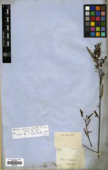 Type specimen at Edinburgh (E). Blanchet, Jacques: 2817. Barcode: E00326480.