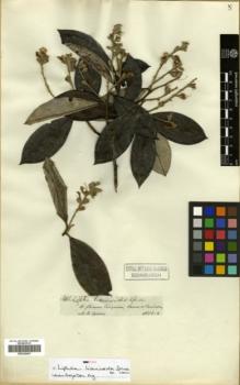 Type specimen at Edinburgh (E). Spruce, Richard: 3413. Barcode: E00326481.