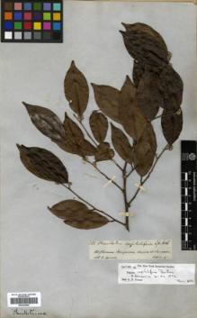 Type specimen at Edinburgh (E). Spruce, Richard: 3188. Barcode: E00326482.