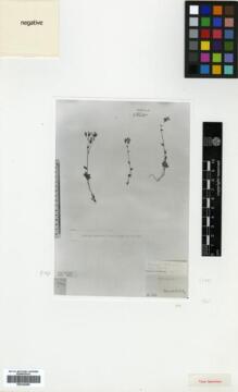 Type specimen at Edinburgh (E). : 4. Barcode: E00326499.