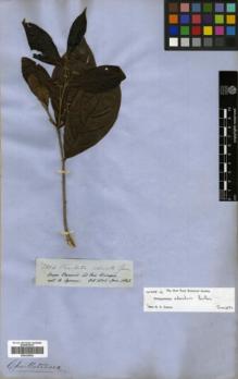Type specimen at Edinburgh (E). Spruce, Richard: 2864. Barcode: E00326502.