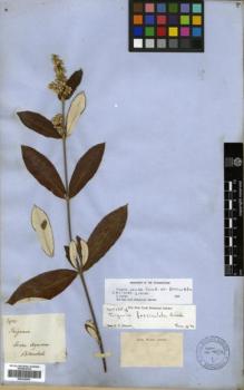 Type specimen at Edinburgh (E). Blanchet, Jacques: 2921. Barcode: E00326503.