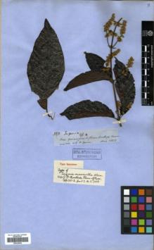 Type specimen at Edinburgh (E). Spruce, Richard: 3871. Barcode: E00326504.