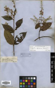Type specimen at Edinburgh (E). Spruce, Richard: 1501. Barcode: E00326505.