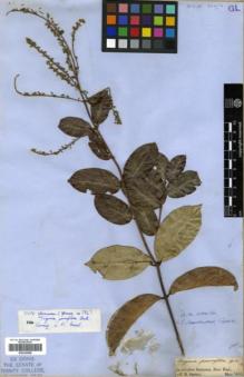 Type specimen at Edinburgh (E). Spruce, Richard: . Barcode: E00326506.