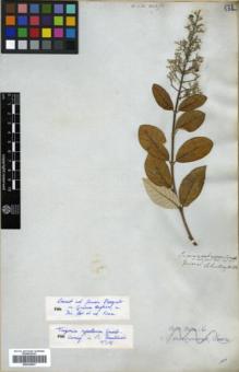 Type specimen at Edinburgh (E). Schomburgk, Robert: 56. Barcode: E00326507.