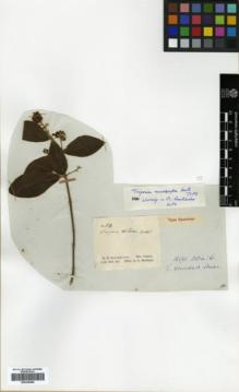 Type specimen at Edinburgh (E). Schomburgk, Robert: 54. Barcode: E00326508.