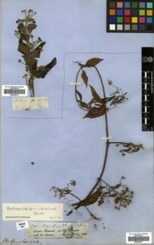Type specimen at Edinburgh (E). Spruce, Richard: 2712. Barcode: E00326511.