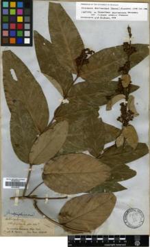 Type specimen at Edinburgh (E). Spruce, Richard: . Barcode: E00326515.