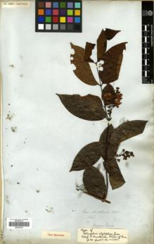 Type specimen at Edinburgh (E). Mathews, Andrew: 1464. Barcode: E00326516.