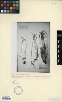 Type specimen at Edinburgh (E). von Radde, Gustav: 6119. Barcode: E00326520.