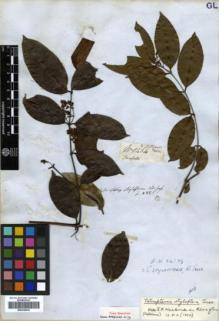 Type specimen at Edinburgh (E). Mathews, Andrew: 1464. Barcode: E00326539.