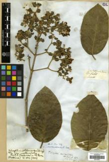 Type specimen at Edinburgh (E). Mathews, Andrew: 1461. Barcode: E00326541.