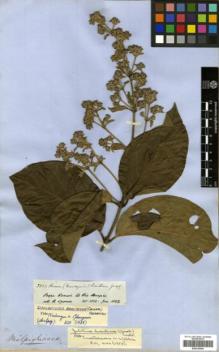 Type specimen at Edinburgh (E). Spruce, Richard: 2853. Barcode: E00326544.