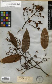 Type specimen at Edinburgh (E). Spruce, Richard: . Barcode: E00326549.