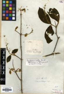 Type specimen at Edinburgh (E). Schomburgk, Robert: 742. Barcode: E00326550.