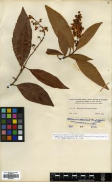 Type specimen at Edinburgh (E). Smith, Herbert: 316. Barcode: E00326551.