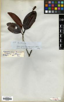Type specimen at Edinburgh (E). Spruce, Richard: 3754. Barcode: E00326558.