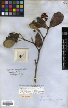 Type specimen at Edinburgh (E). Hartweg, Karl: 277. Barcode: E00326563.