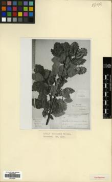 Type specimen at Edinburgh (E). Woronow, Georg: 870. Barcode: E00326568.