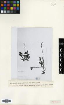 Type specimen at Edinburgh (E). Thirke, Dr.: . Barcode: E00326572.