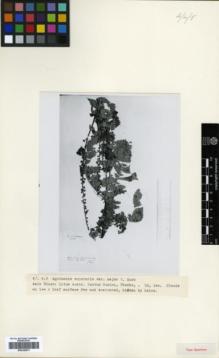 Type specimen at Edinburgh (E). Thirke, Dr.: . Barcode: E00326573.