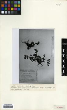 Type specimen at Edinburgh (E). Grossheim, Alexander: . Barcode: E00326575.
