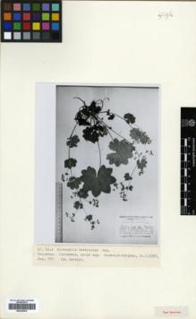 Type specimen at Edinburgh (E). Juzepczuk, Sergei: 290. Barcode: E00326576.