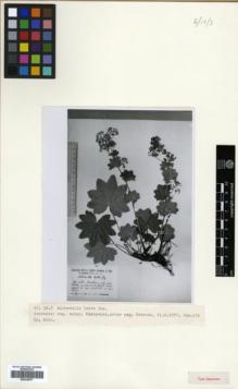 Type specimen at Edinburgh (E). Juzepczuk, Sergei: 570. Barcode: E00326577.