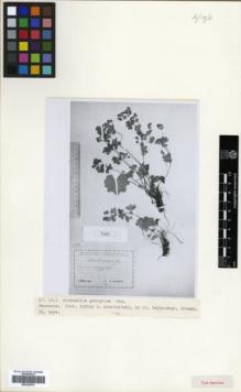 Type specimen at Edinburgh (E). Grossheim, Alexander: . Barcode: E00326579.