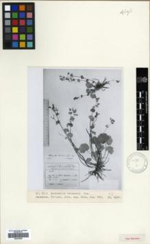 Type specimen at Edinburgh (E). Juzepczuk, Sergei: 560. Barcode: E00326580.