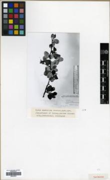 Type specimen at Edinburgh (E). Zohary, Michael: 6315. Barcode: E00326581.