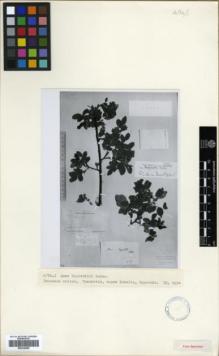 Type specimen at Edinburgh (E). Ruprecht, Franz: . Barcode: E00326585.