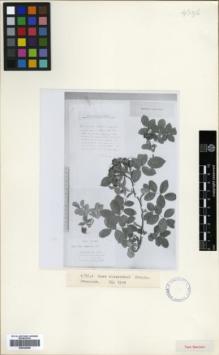 Type specimen at Edinburgh (E). Alexeenko, F: 14527. Barcode: E00326596.