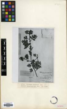 Type specimen at Edinburgh (E). Pojarkova, A.: 540. Barcode: E00326603.