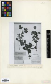 Type specimen at Edinburgh (E). Kolenati, Friedrich: 1399. Barcode: E00326604.