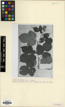 Type specimen at Edinburgh (E). Juzepczuk, Sergei: 145. Barcode: E00326605.