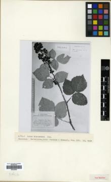 Type specimen at Edinburgh (E). Juzepczuk, Sergei: 180. Barcode: E00326606.