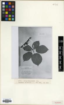 Type specimen at Edinburgh (E). Juzepczuk, Sergei: 180. Barcode: E00326607.