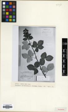Type specimen at Edinburgh (E). Juzepczuk, Sergei: 45. Barcode: E00326609.