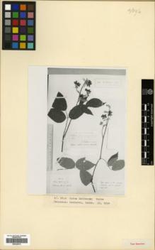 Type specimen at Edinburgh (E). von Radde, Gustav: 313. Barcode: E00326614.