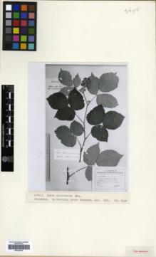 Type specimen at Edinburgh (E). Juzepczuk, Sergei: 166. Barcode: E00326615.