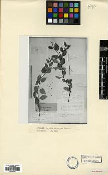 Type specimen at Edinburgh (E). von Radde, Gustav: 282. Barcode: E00326628.