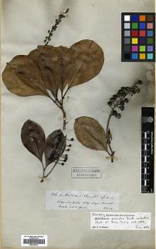 Type specimen at Edinburgh (E). Spruce, Richard: 3146. Barcode: E00326632.