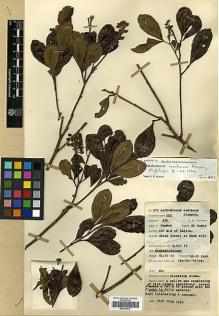 Type specimen at Edinburgh (E). Lawrence, Alexander: 474. Barcode: E00326633.