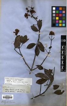 Type specimen at Edinburgh (E). Spruce, Richard: 2550. Barcode: E00326634.