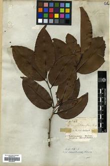 Type specimen at Edinburgh (E). Schomburgk, Robert: 543. Barcode: E00326635.