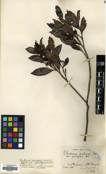 Type specimen at Edinburgh (E). Glaziou, Auguste: 16723. Barcode: E00326637.